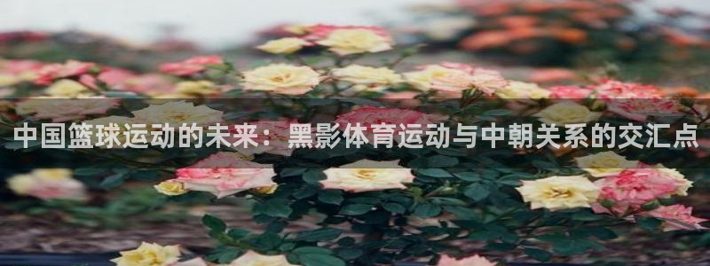 佛山市南海沐鸣机电仪器有限公司：中国篮球运动的未来：黑影体育运动与中朝关系的交汇点